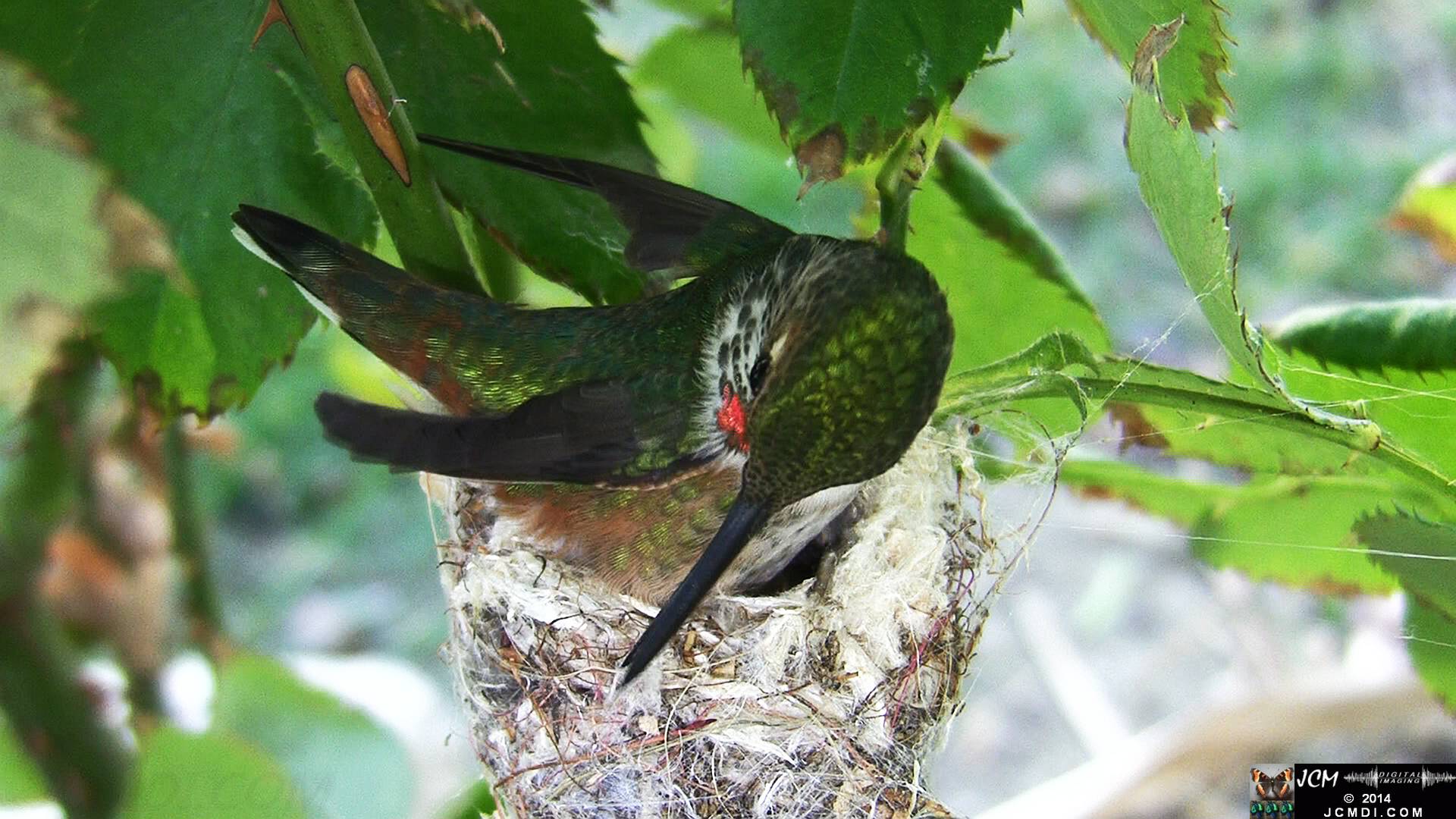 Allen's Hummingbird female in nest 